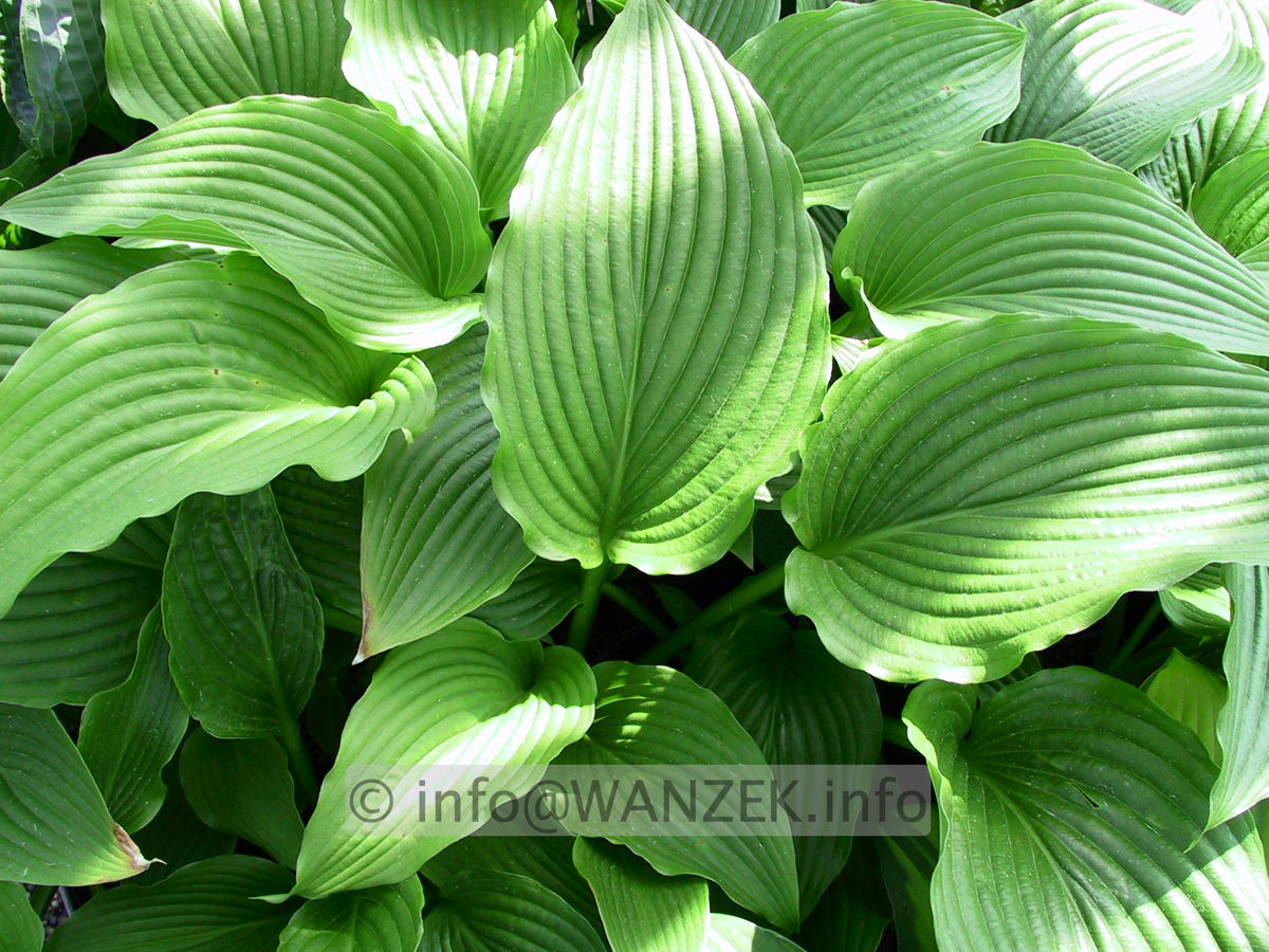 Hosta montana Praeflorens 2.jpg